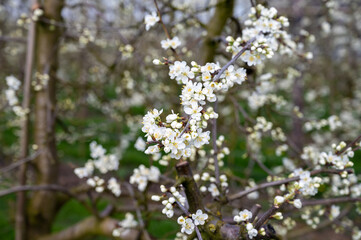 Spring white blossom of sweet cherry tree, orchard with fruit trees in Betuwe, Netherlands in april