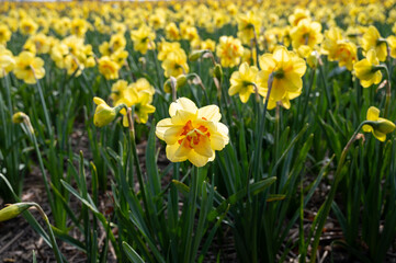 Obraz premium Dutch spring, colorful yellow daffodils in blossom on farm fields in april near Lisse, North Holland, the Netherlands