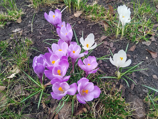 purple and white crocus flowers in nature