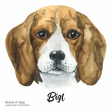 Bigl watercolor. Watercolor hand drawn illustration isolated on white background. Cute Dog. Watercolor dog illustration postcard. 