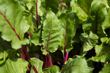 young beet leaves in the garden