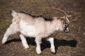Fototapeta premium Goats farm. Little goat on a field