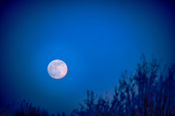 Bright moon background night sky and dry grass.