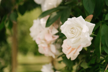 Wedding decor, flower arrangements close-up