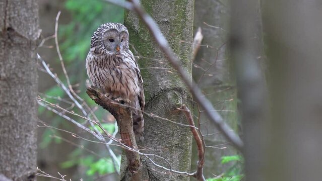 Ural owl's hunting. Owl sitting and  on a branch.  