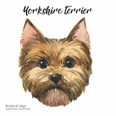 Yorkshire terrier watercolor. Watercolor hand drawn illustration isolated on white background. Cute Dog. Watercolor dog illustration postcard. 