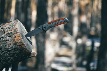 Folding knife for survival is stuck into trunk sawn off tree against background pine forest.
