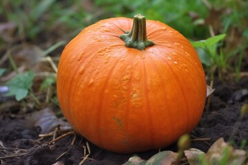 Fototapeta premium pumpkin