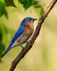 Bluebird