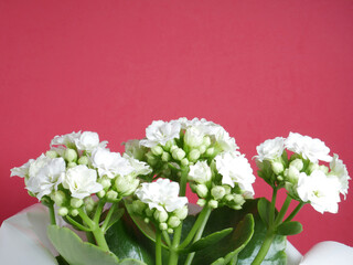 White flower kalanchoe and red background.	