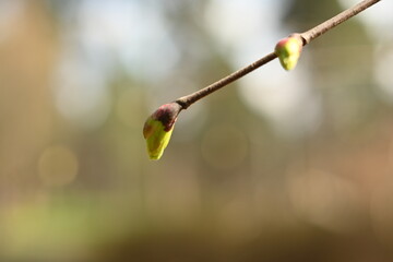 spring buds budding, plants waking up