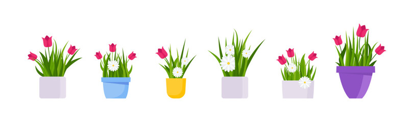Potted chamomile and tulips. Garden flowers. Flat vector illustration.