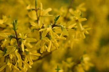 bright yellow background, bright yellow floral background, spring flowers close-up, 
bright yellow branches of European forsythia against the background of a cloudy sky, spring flowering pieces