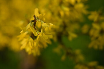 bright yellow background, bright yellow floral background, spring flowers close-up, 
bright yellow...
