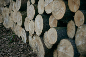 Background, sawn pine trees, timber harvesting