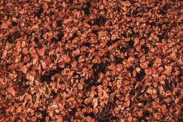 Fall red brown autumn leaves on wall