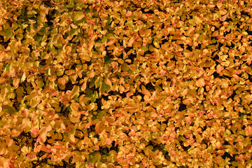 Orange autumn leaves, living fence, natural background