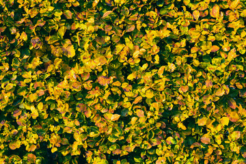 Fresh bright golden hedge. Natural background, texture