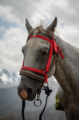Horses of shepherds on the Aktash mountain saddle. In Kyrgyzstan.