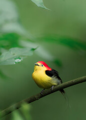small three-colored bird perched on a branch in the forest, manakin 