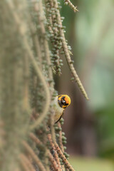 tanager that lives in colombia hidden in the branches of a tree
