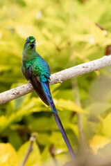 long-tailed hummingbird perched on a branch in the forest