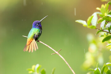 Fototapeta premium hummingbird perched on a branch has three colors and is in the rain