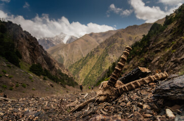 A ibex skeleton on a steep slope on a trek in the Turkestan mountains. In Kyrgyzstan.