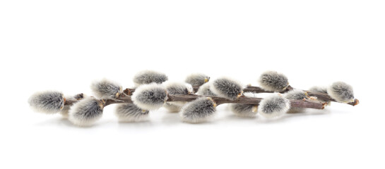 Flowering birch is soft.