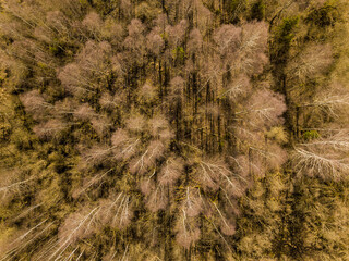 Aerial photo of leafless birch tree forest