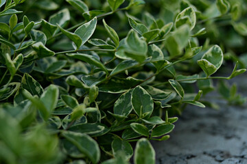 leaves in the garden