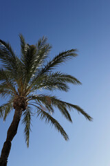 Fototapeta na wymiar palm tree seen from below with blue sky