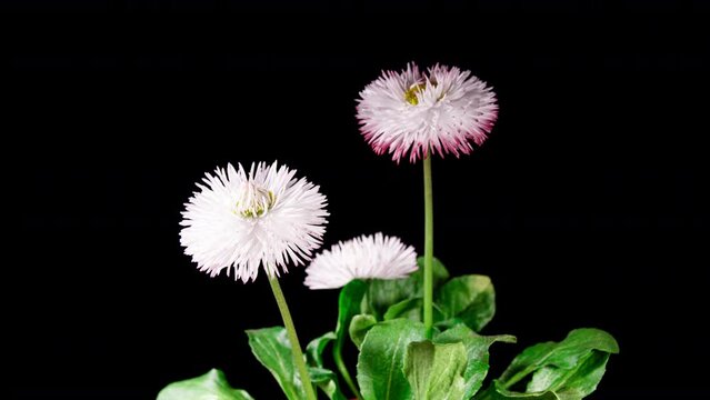 Bellis White Flower Blooming in Time Lapse on a Black Background. Spring Bellis Perennis as Garden Plant. Daisies Bloom with Leaves, Isolated. Marguerite 