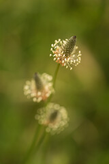 Group of three flowers called Plantago lanceolata in the meadow. They have a circular arrangement of leaves or leaf-like structures. Vertical shot. Selective focus.