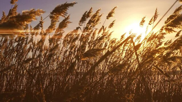 Reeds sways in the wind against the backdrop of snow with sunset. Beautiful snowfall. Natural background, Reeds in the wind. Winter landscape, hyperlapse, 4k, camera movement to the right