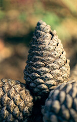 Close up of an autumnal image of three dry pine cones in the forest.