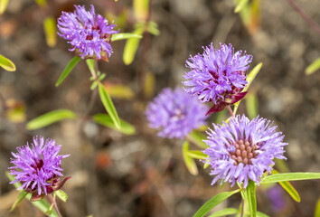 Clover Bloom Along The Tuolumne River In Yosemite