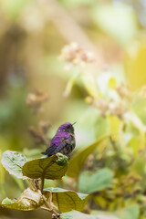 purple and green colobia hummingbird perched on the branches of a tree in the forest