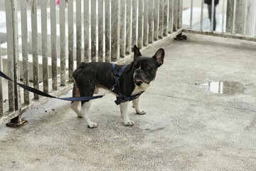 French bulldog near the fence