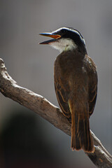 Great Kiskadee, 