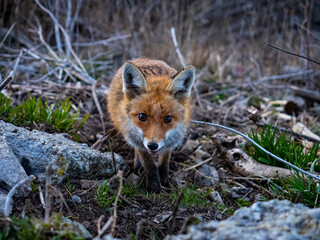 Close-up of a fox in the wild