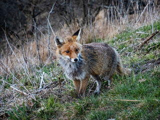 Naklejka na ściany i meble Close-up of a fox in the wild