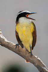 Great Kiskadee, 