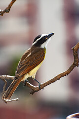 Great Kiskadee, 
