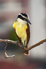 Great Kiskadee, 