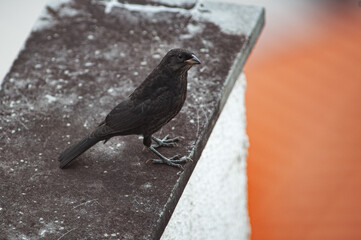 Gnorimopsar chop, Chopi Blackbird, perched on a balcony wall.