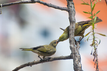 Sanhaço do coqueiro, .Tangara palmarum and a Grauna, Gnorimopsar chopi, feeding each other in an ppartment balcony.