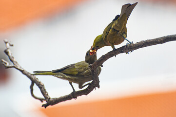 Sanhaço do coqueiro, .Tangara palmarum and a Grauna, Gnorimopsar chopi, feeding each other in an ppartment balcony.