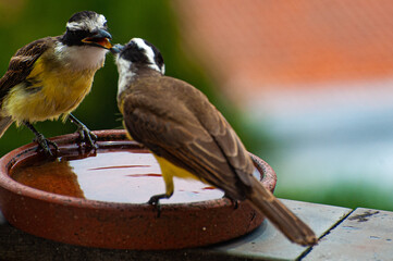 Pair of Great Kiskadee, 