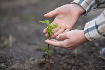 Hands holding young sprout on soil. Small plant on dirt